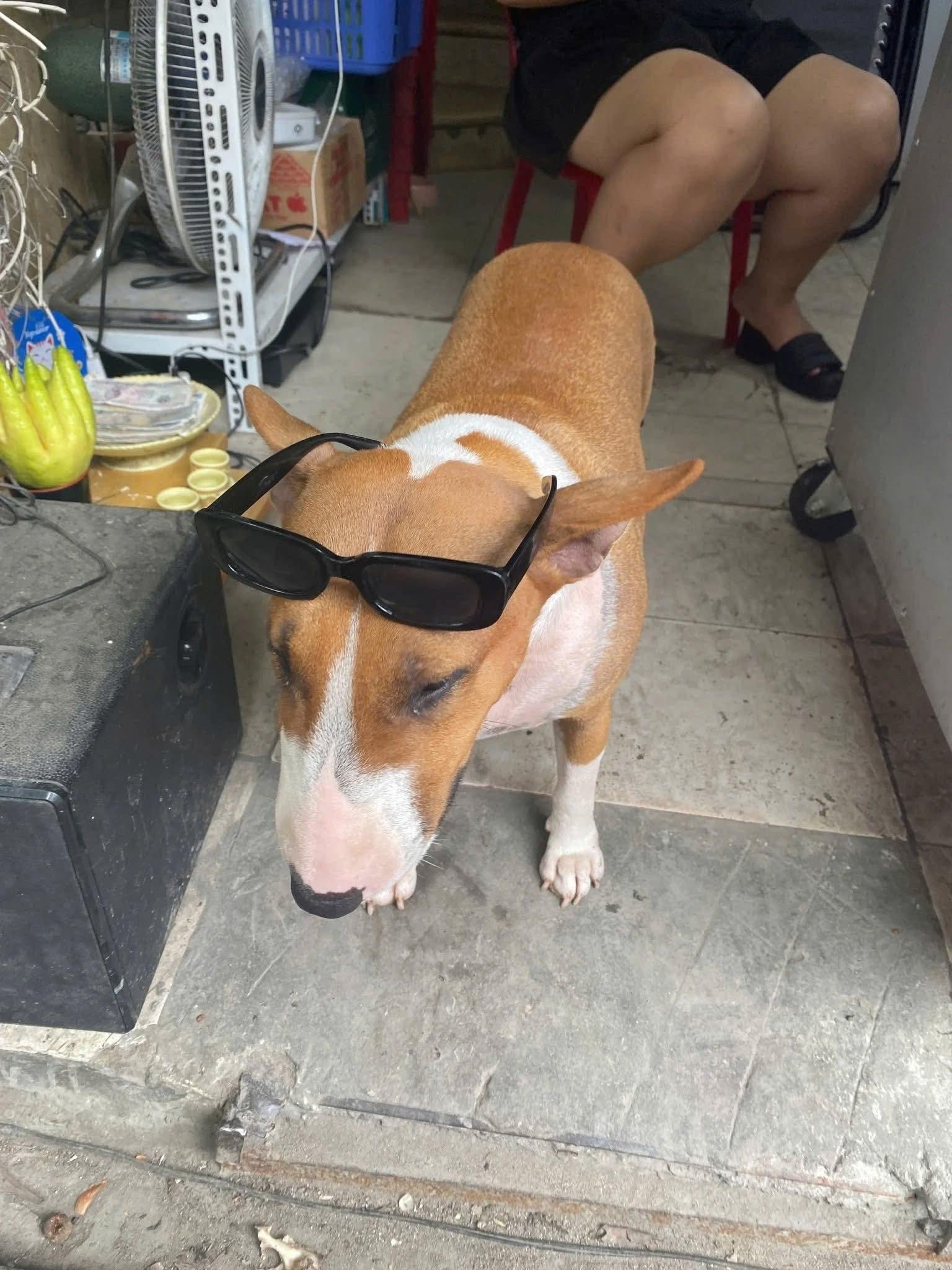 Chú chó bất ngờ nổi tiếng vì giống Cậu Vàng trong Tiệm Phở Anh Hai