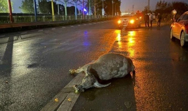 Ô tô đâm phải đàn trâu trên cao tốc: Tài xế có thể được bồi thường 607662