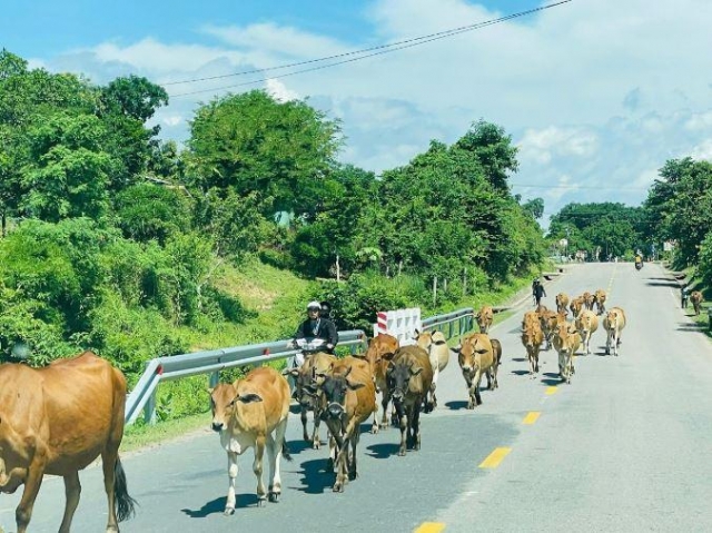 Gia Lai: Xe máy tông trúng bò, thanh niên tử vong tại chỗ 670454