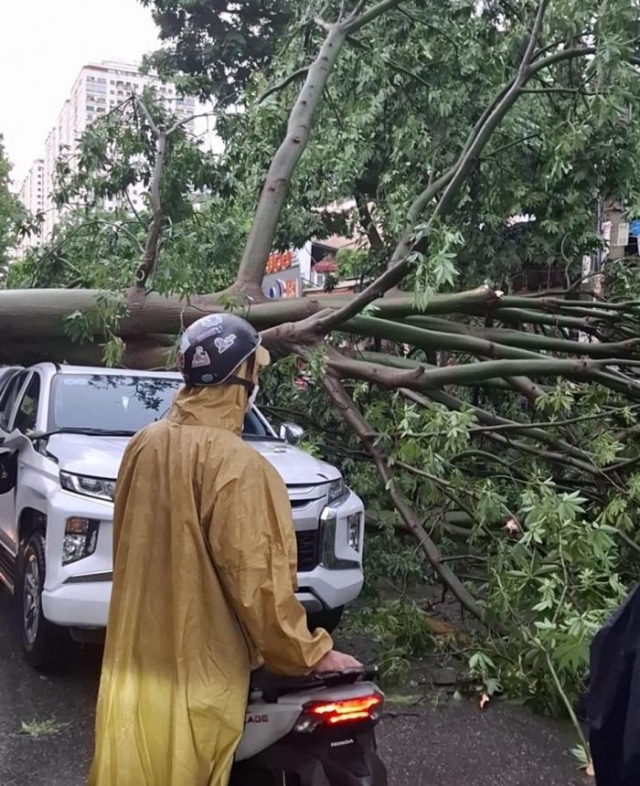 Ảnh hưởng từ siêu bão Yagi: Hà Nội nổi mưa giông lớn khiến hãng loạt ô tô, xe máy bị cây đổ đè bẹp 523953