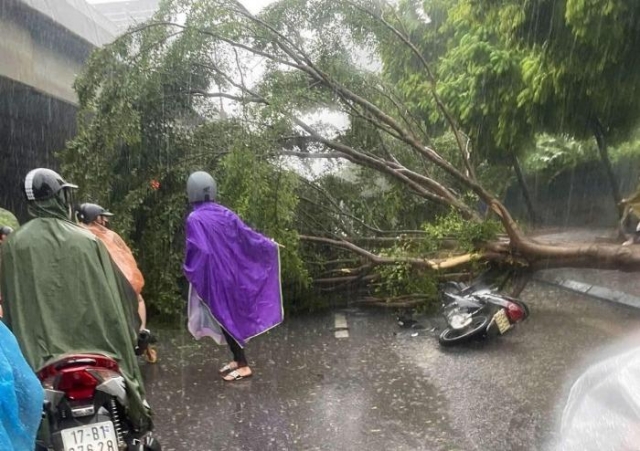 Ảnh hưởng từ siêu bão Yagi: Hà Nội nổi mưa giông lớn khiến hãng loạt ô tô, xe máy bị cây đổ đè bẹp 523955