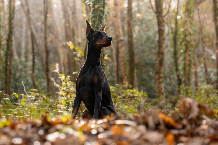 Bị đe dọa, ngôi sao đắt giá nhất Ngoại hạng Anh chi hơn tiền tấn mua chó giữ nhà 745875