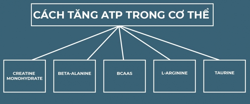 ATP là gì