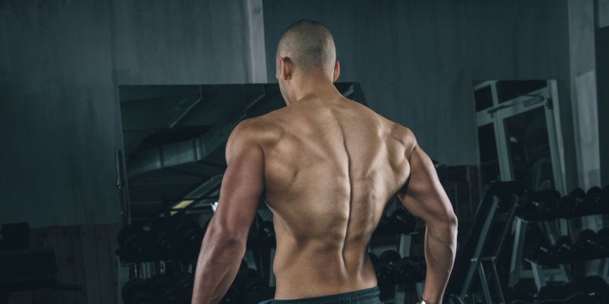 Cơ xô là một nhóm cơ lớn.