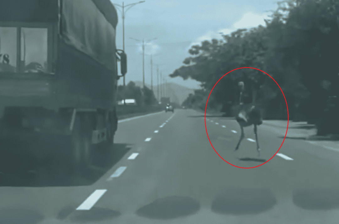Để đà điểu chạy rông trên quốc lộ 1A, mức phạt nào đang chờ chủ vật nuôi?