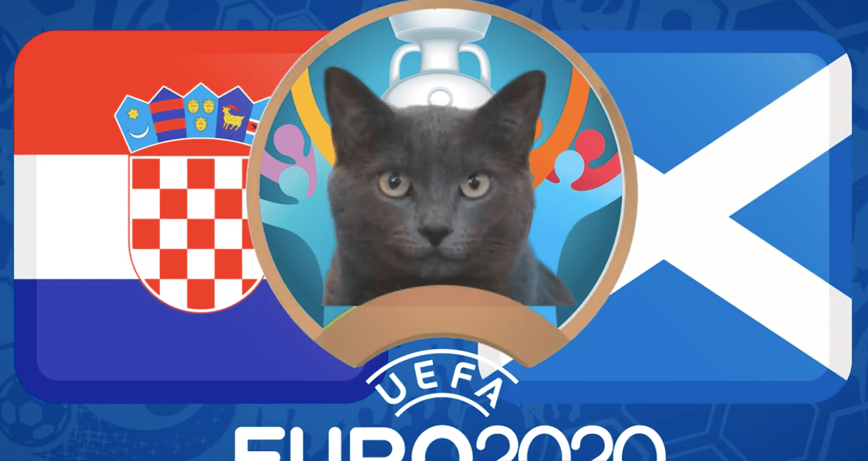 Mèo tiên tri dự đoán Croatia vs Scotland: Bất ngờ khó tin!