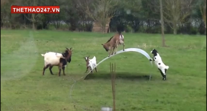 Video hài hước: Dê thích thú với màn chơi bập bênh ngộ nghĩnh