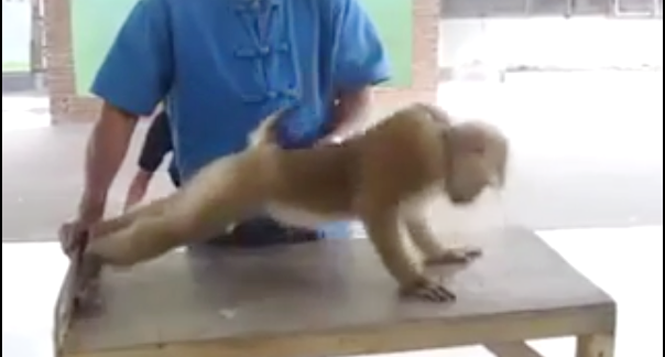 Video hài hước: Chú khỉ tập hít đất cực kỳ chuyên nghiệp