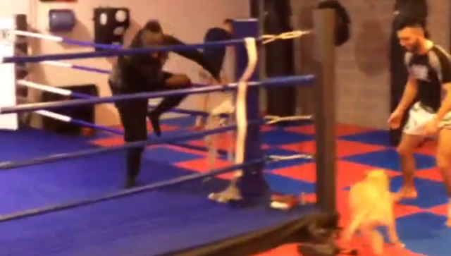 VIDEO: Balotelli chạy quanh sàn boxing vì bị chó đuổi