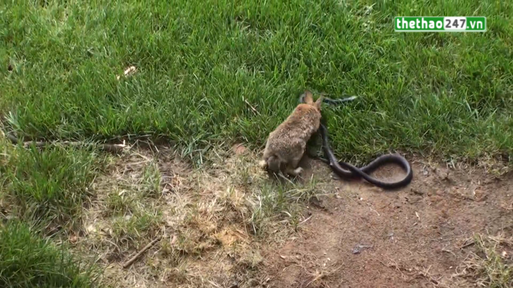 VIDEO: Cuộc chiến không khoan nhượng giữa Thỏ và Rắn