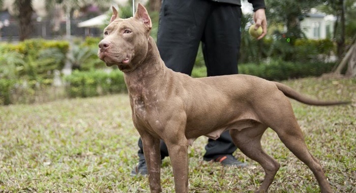 VIDEO: Trận chiến kinh hoàng của chó pitbull ở Hà Nội