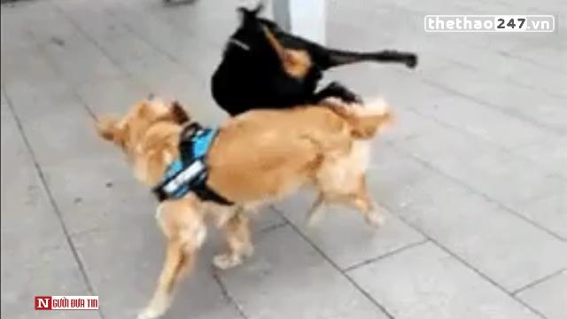 VIDEO: Trận chiến cực hot của chú chó biết sử dụng taekwondo
