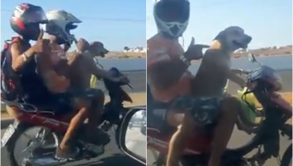 VIDEO: Chú chó chở 2 người đàn ông bằng xe máy gây sốt mạng xã hội