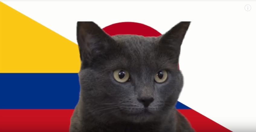 Mèo tiên tri dự đoán kết quả, tỉ số Nhật Bản vs Colombia