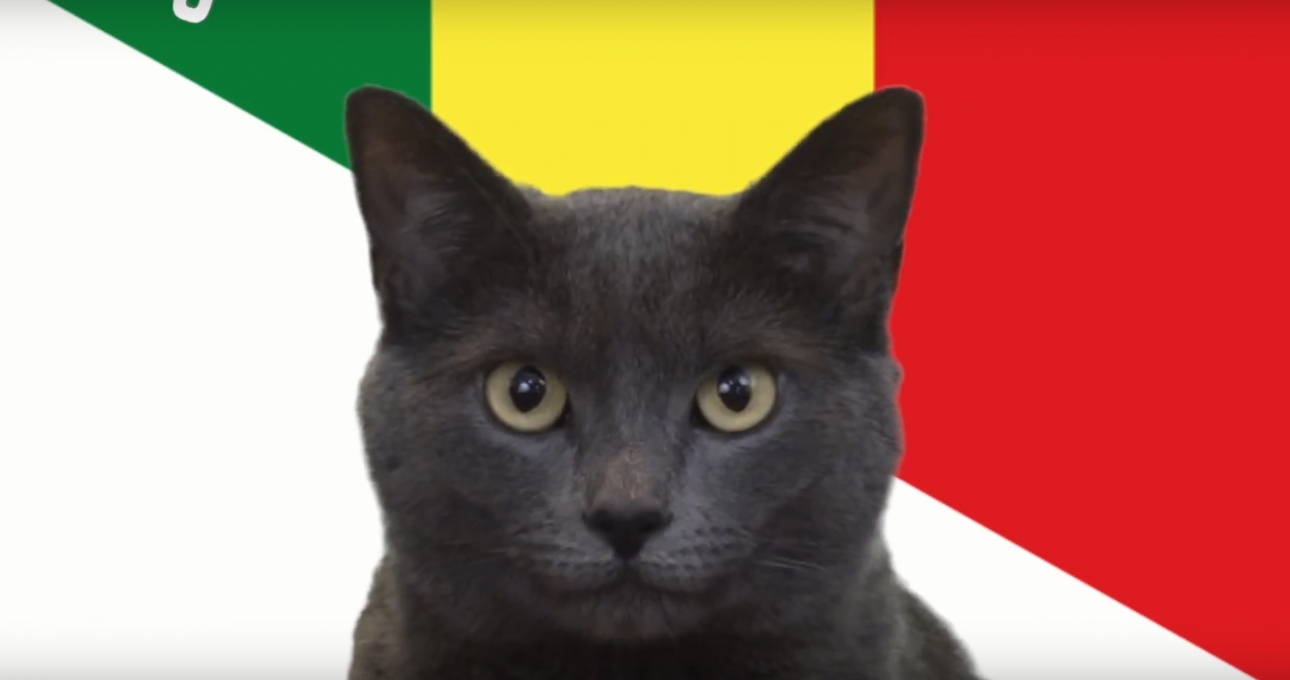 Mèo tiên tri dự đoán kết quả, tỉ số Nhật Bản vs Senegal