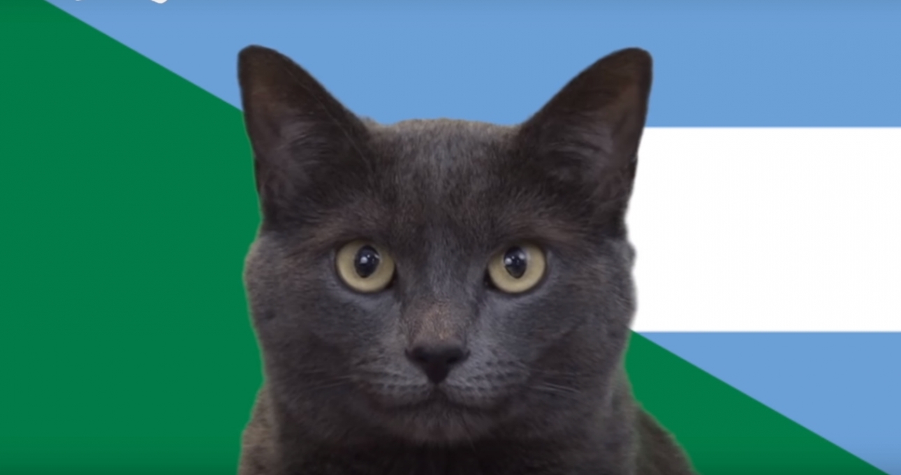 Mèo tiên tri dự đoán kết quả Argentina vs Nigeria