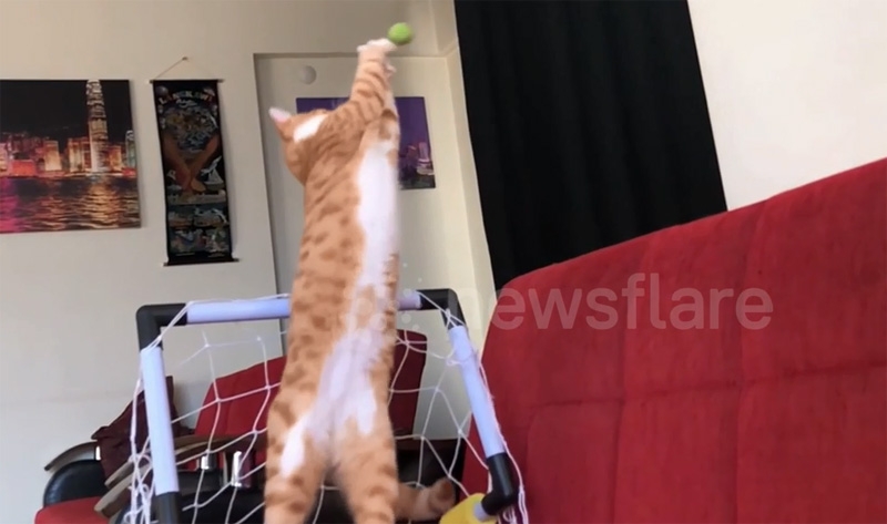 VIDEO: Khoẳnh khắc chú mèo trổ tài bắt gôn cực hài hước