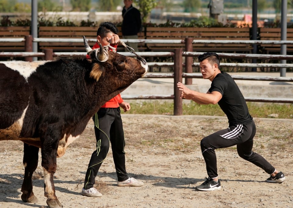 Khám phá môn 'thể thao' kì lạ tại Trung Quốc: Tập võ truyền thống để ... đấu vật với bò tót