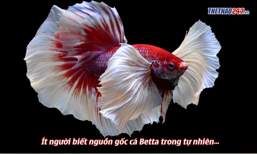 Ngắm bộ ảnh tuyệt đẹp về cá Betta của Nhiếp Ảnh Gia 8x Hà Nội