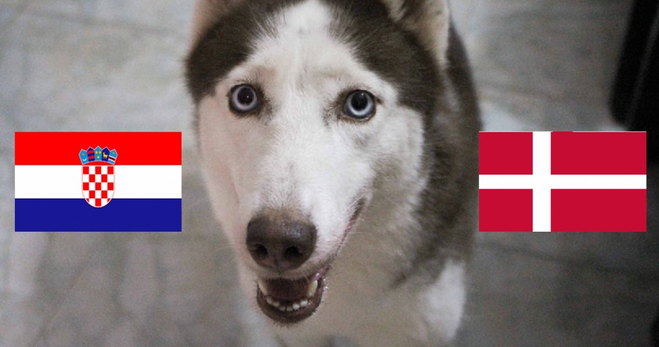 Chó tiên tri Loki dự đoán kết quả Croatia vs Đan Mạch