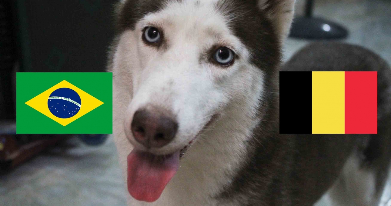 Chó tiên tri Loki dự đoán Tứ kết World Cup: Brazil vs Bỉ