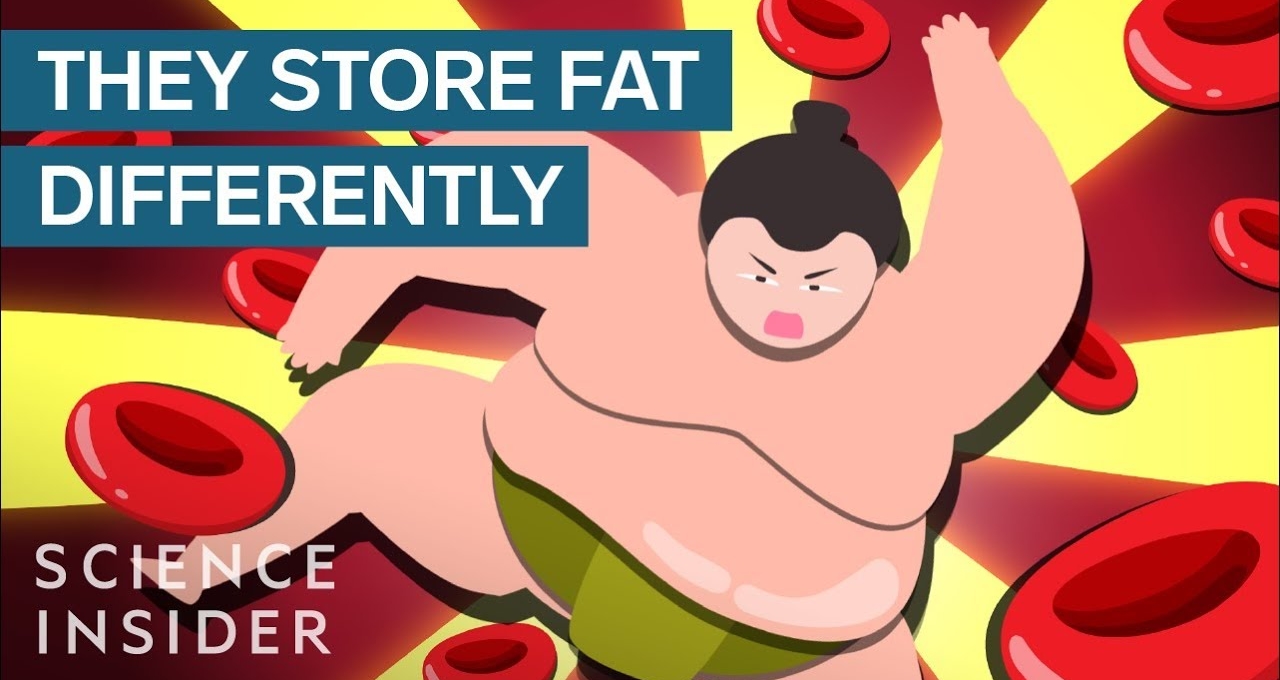 VIDEO: Sự thật ít người biết về sức khỏe của những võ sĩ Sumo