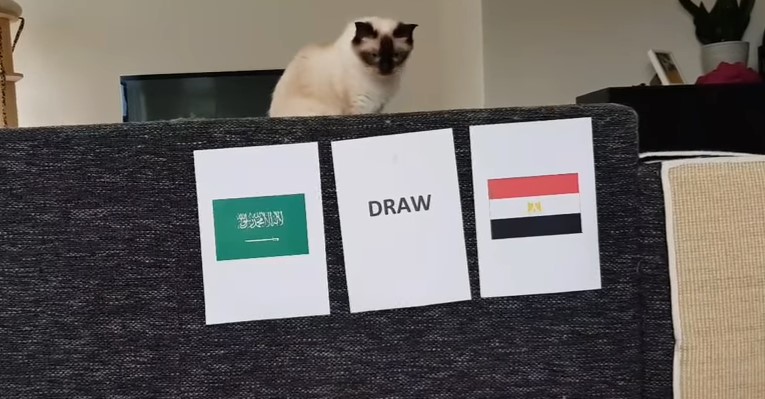 Tiên tri mèo dự đoán kết quả trận Ả Rập Xê Út vs Ai Cập