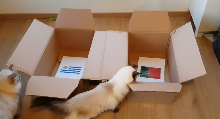 Tiên tri mèo dự đoán kết quả trận Uruguay vs Bồ Đào Nha