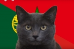 Mèo tiên tri dự đoán kết quả, tỉ số Bồ Đào Nha vs Ma Rốc