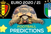 Thần Rùa tiên tri dự đoán kết quả Bỉ vs Italia: Đặt trọn niềm tin