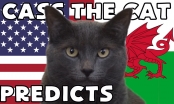Mèo tiên tri dự đoán kết quả Mỹ vs Xứ Wales: Tiếp đà chính xác
