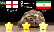 Thần Rùa 'hiển linh' tiên tri World Cup 2022 trận Anh vs Iran: Tam Sư gầm vang?