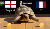 Thần Rùa dự đoán kết quả Anh vs Pháp: Gà trống 'mổ' Tam Sư
