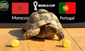 Thần Rùa dự đoán kết quả Bồ Đào Nha vs Ma Rốc: Ronaldo lại phải khóc?