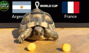 Thần Rùa dự đoán kết quả, tỉ số chung kết World Cup: Argentina vs Pháp