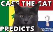 Mèo tiên tri dự đoán tỷ số Senegal vs Hà Lan: Không thể khác được!