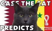 Mèo tiên tri dự đoán kết quả Qatar vs Senegal: Bất ngờ, nhưng hợp lý