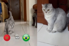 Mèo tiên tri Việt Nam dự đoán bất ngờ Brazil vs Morocco - World Cup 2026
