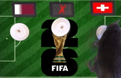 Mèo tiên tri dự đoán tỷ số Qatar vs Thụy Sĩ: Qatar gặp khó