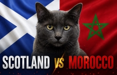 Mèo tiên tri dự đoán tỷ số Scotland vs Morocco: Kết quả gây sốc!