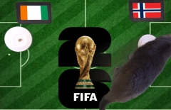 Mèo tiên tri dự đoán tỷ số Bờ Biển Ngà vs Na Uy: Viking đi tiếp!
