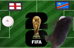 Mèo tiên tri dự đoán tỷ số Anh vs Congo: Congo tạo địa chấn tại Atlanta, 23h00 ngày 01/07/2026