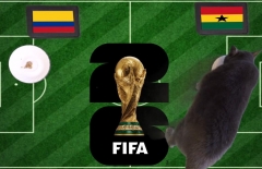 Mèo tiên tri dự đoán tỷ số Colombia vs Ghana: Đau đớn cho Colombia!