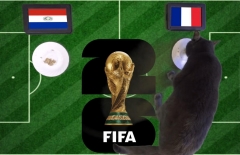 Mèo tiên tri dự đoán tỷ số Paraguay vs Pháp: Mbappe đưa Les Bleus vào tứ kết!