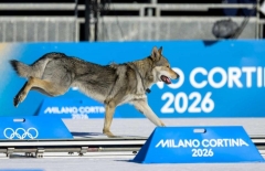 Chó 'đua ké' VĐV gây sốt Olympic mùa đông 2026