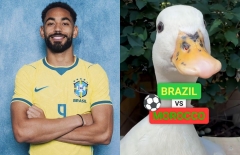 Đàn vịt đồng loạt chọn đội thắng ở đại chiến Brazil vs Ma Rốc
