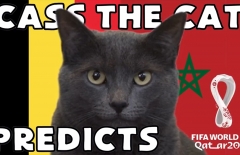Mèo tiên tri dự đoán kết quả Bỉ vs Ma Rốc: Lựa chọn kèo trên!