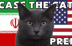 Mèo tiên tri dự đoán kết quả, tỉ số Iran vs Mỹ: Chuẩn như chuyên gia!