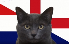 Mèo tiên tri dự đoán kết quả Anh vs Croatia: Niềm tin lớn