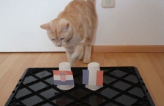 Mèo thần thông dự đoán kết quả Pháp vs Croatia